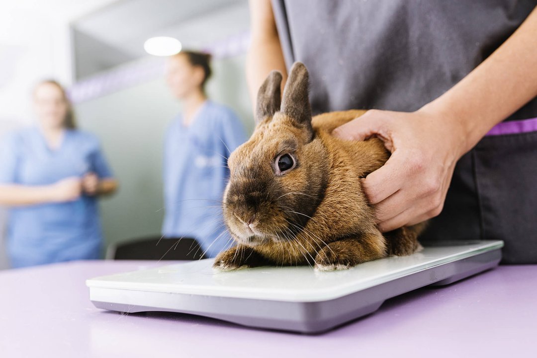 Rabbit veterinary best sale