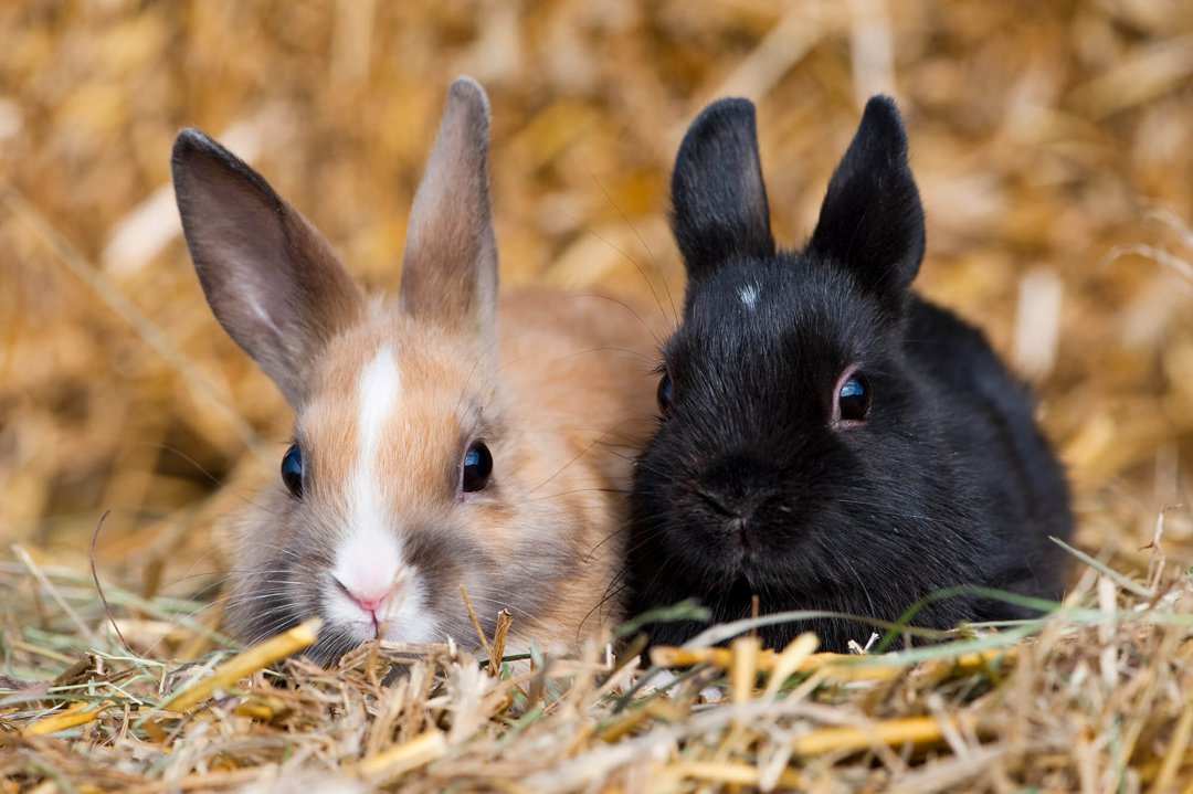 Two Rabbits Close Up
