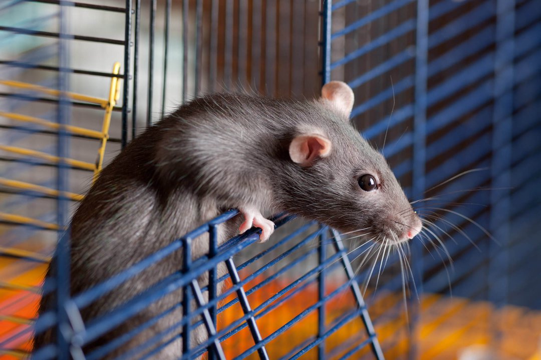 Free pet best sale rats near me