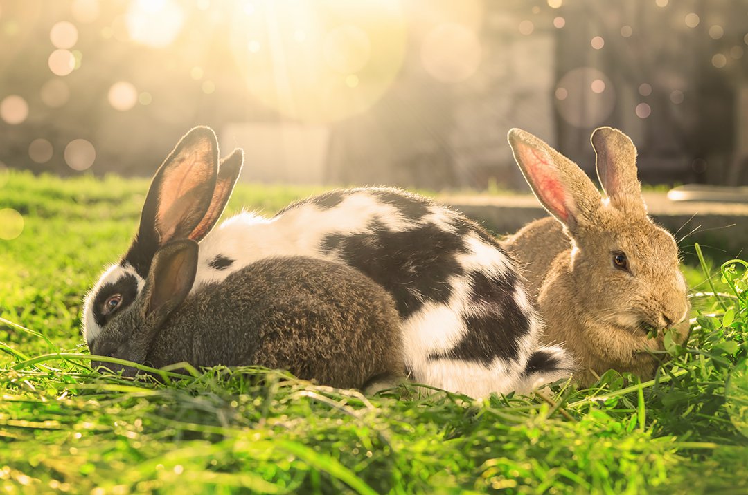 Rabbits-sunlight