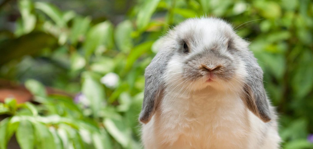 They Got Out Of Hand': Auckland Street Wrestles With Fate Of 400 Pet  Rabbits New Zealand The Guardian