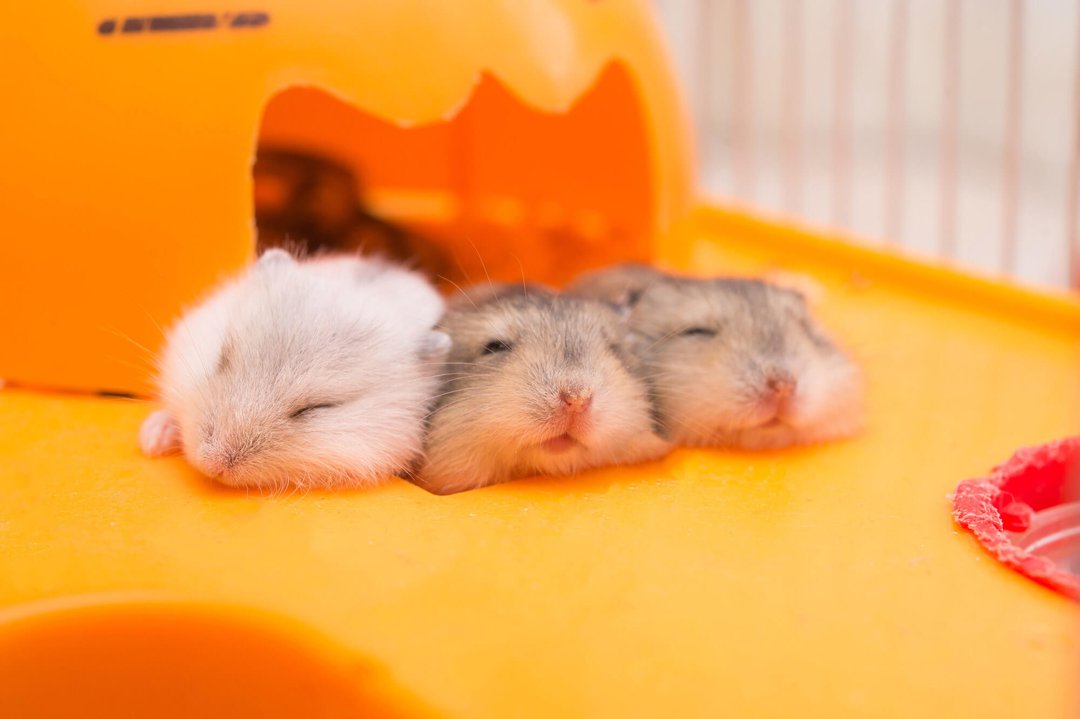 Which Hamsters Can Live Together Supreme Petfoods,Mind Eraser Meme