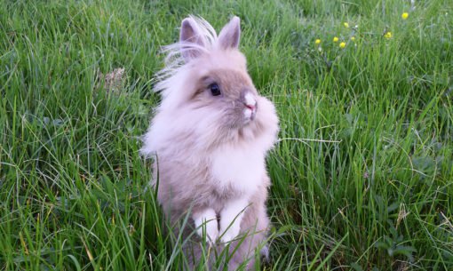 Rabbit standing in the grass