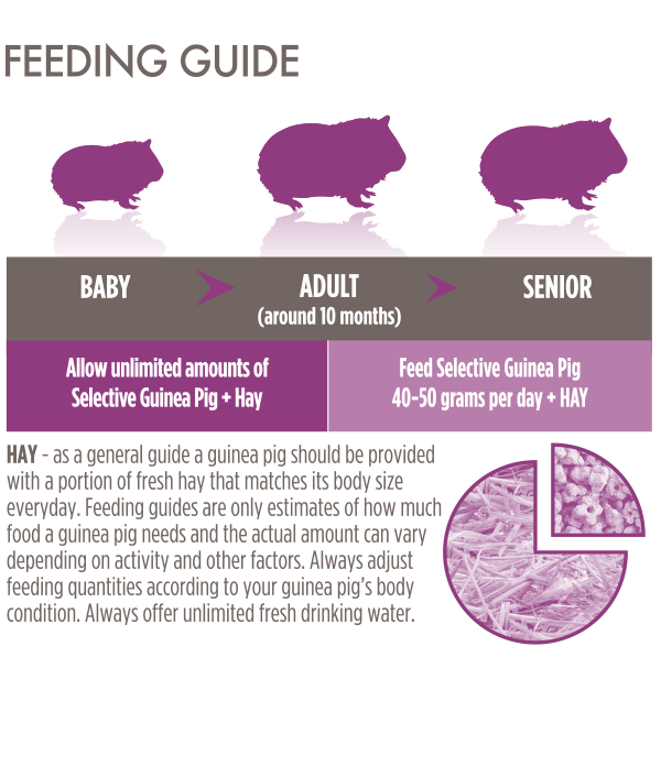 Guinea pig 2024 feeding chart