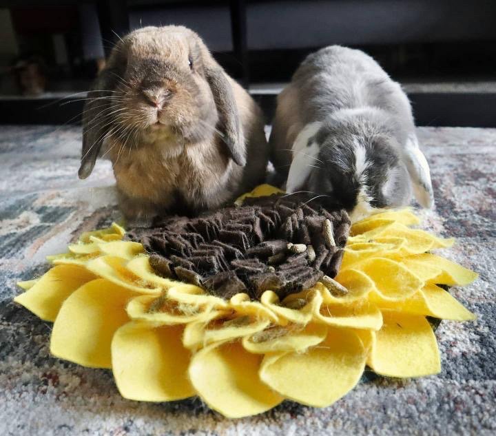 https://supremepetfoods.com/wp-content/uploads/2020/04/nibbet.and_.nova-snuffle-mat.jpg