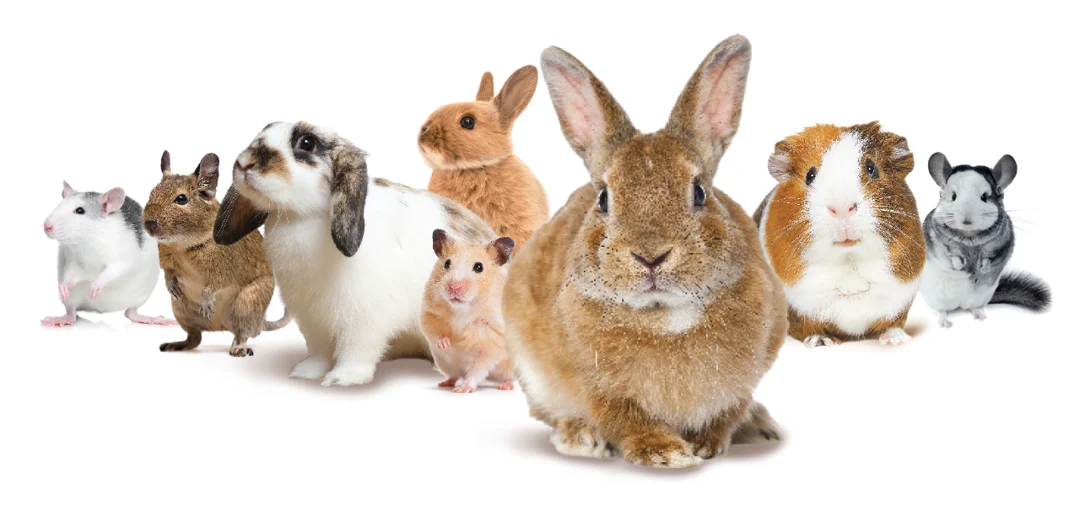 Rabbits and guinea shops pigs