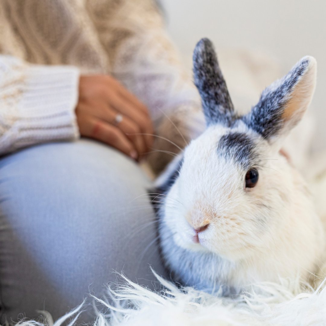 How long did it take you for your rabbit to warm up to you? Getting  pets/cuddling? : r/Rabbits