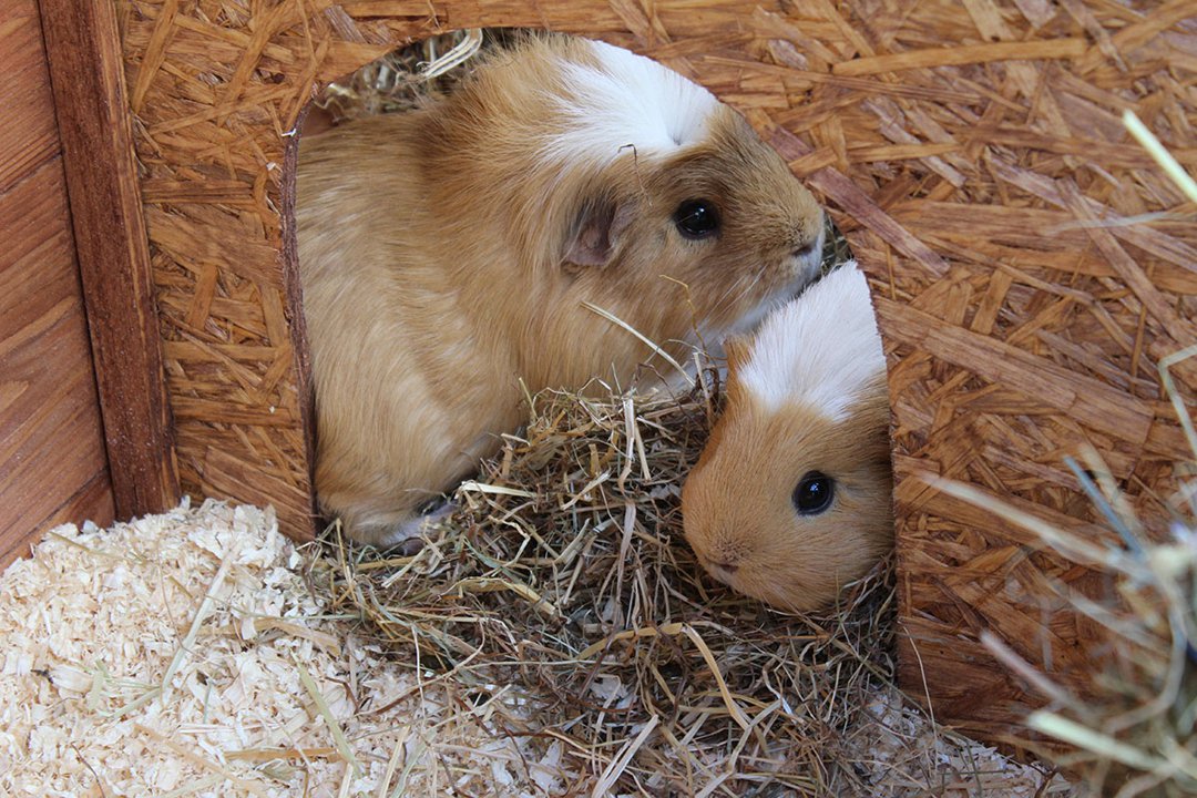 When to separate guinea pigs