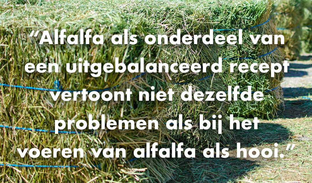 Dutch-Alfalfa