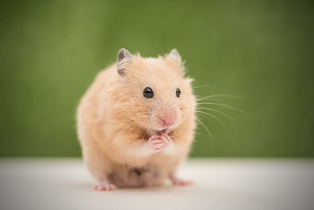 Hamster care What foods do hamsters eat? Supreme Petfoods