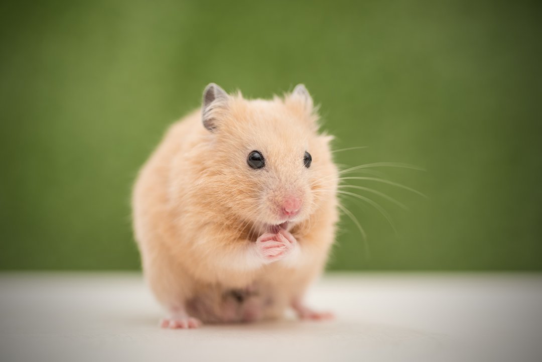 Is your hamster carrying around a little extra fluff?