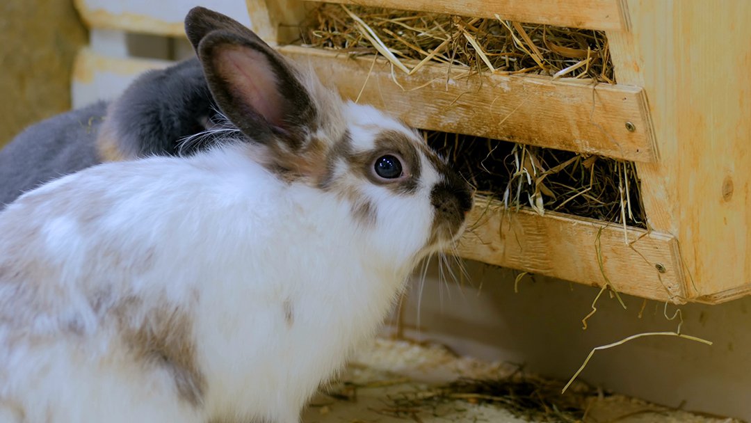 rabbits eating hay