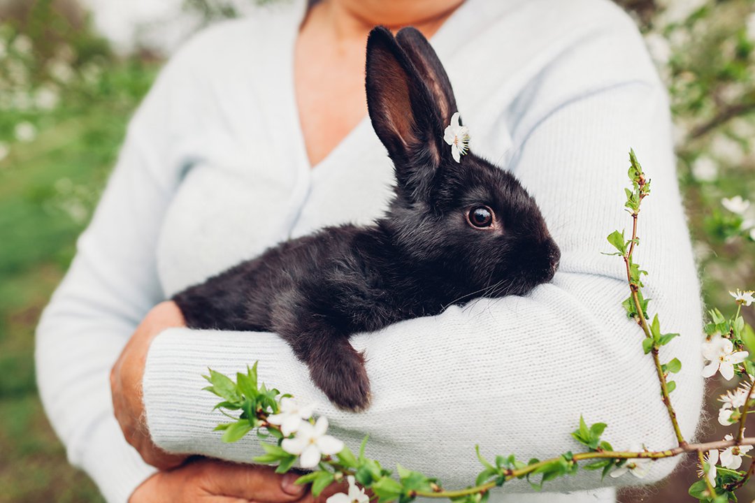 How to Hold a Pet Rabbit 