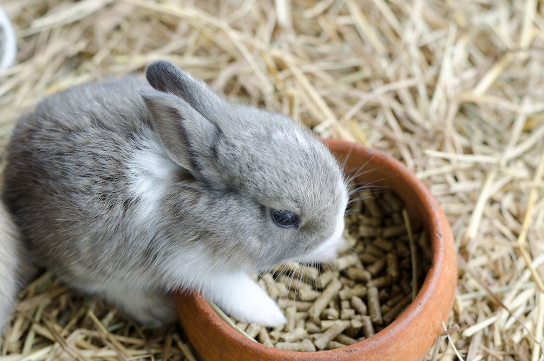 Rabbit Eating