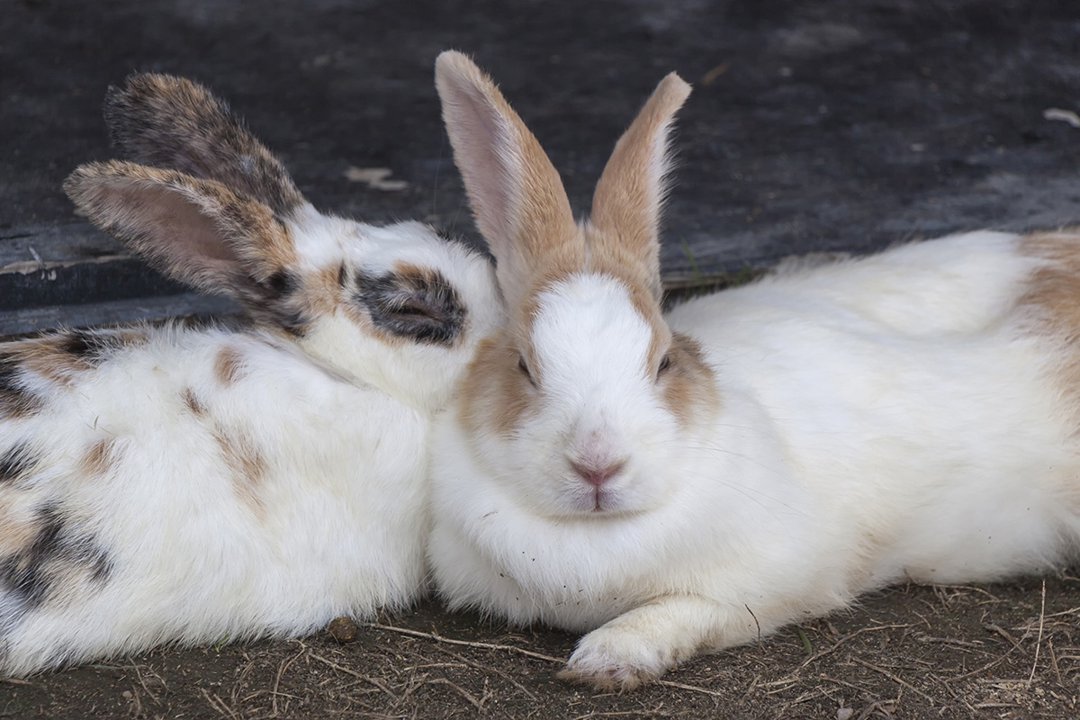 Rabbits-pairs-cuddle