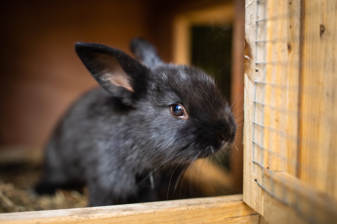 Good life rabbit clearance hutch