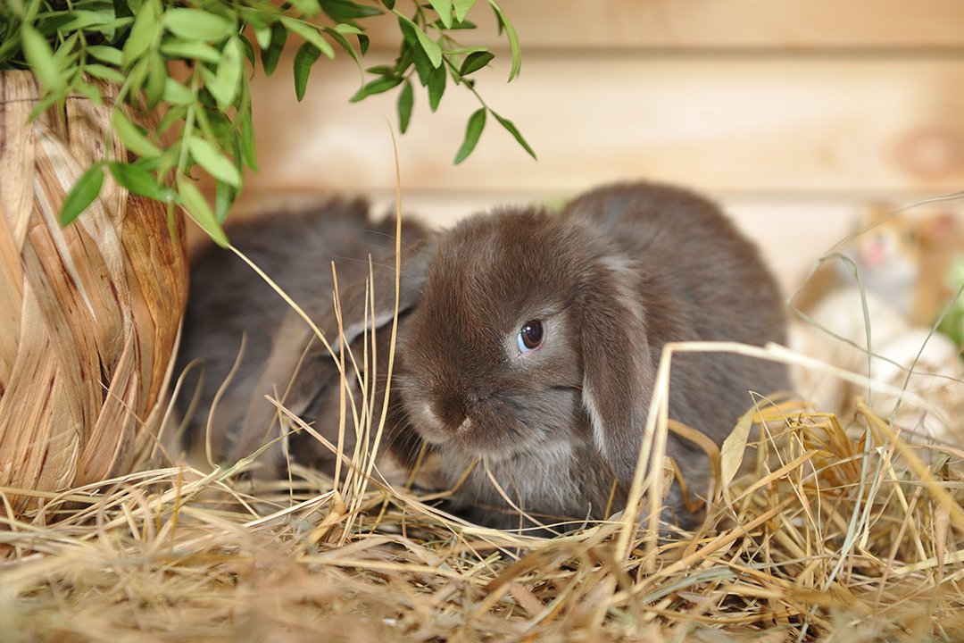 We Animals Media  A juvenile rabbit on a small-scale rabbit farm