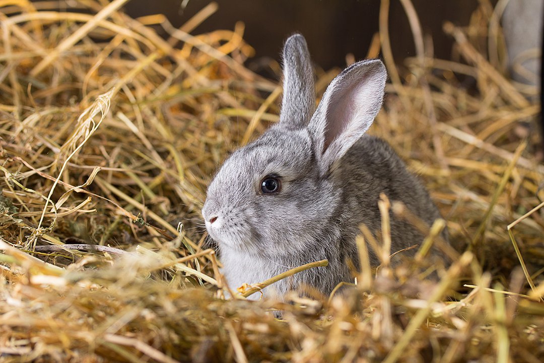 Keeping-Rabbits-Clean