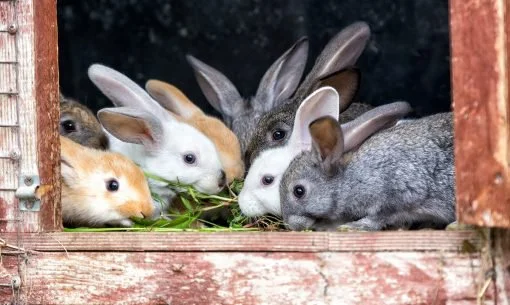 Keeping-Rabbits-Clean-hutch