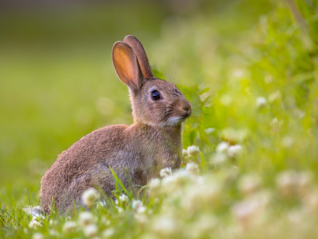 Rabbit in hot sale