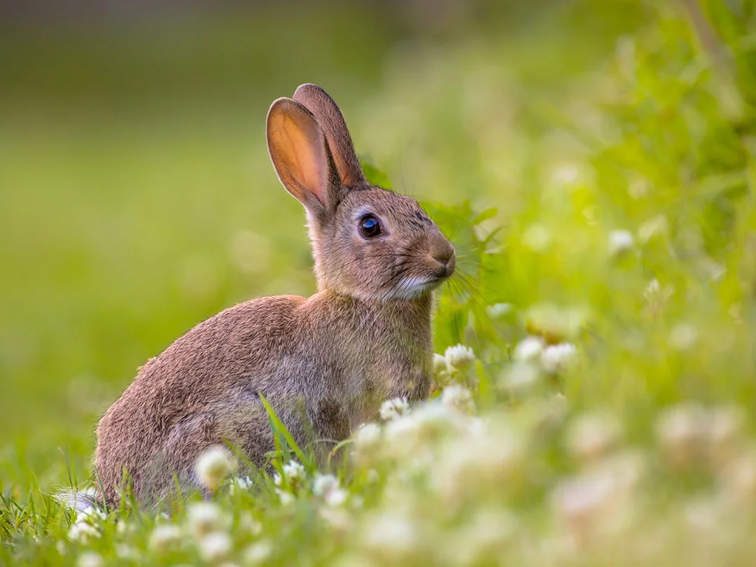 Treats for wild rabbits sale