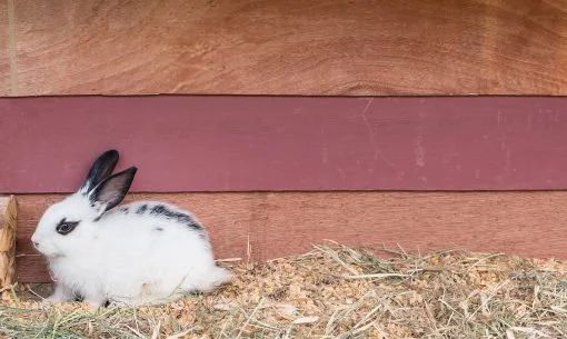 rabbit-hutch-space
