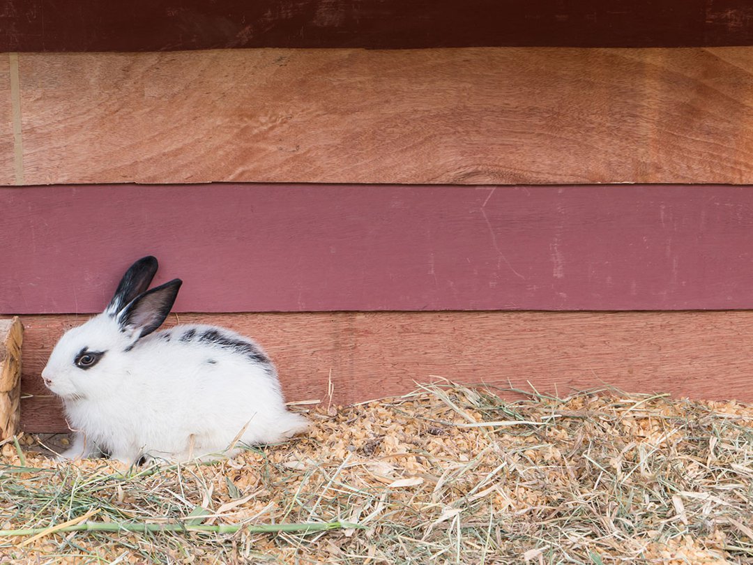 Rabbit Exercise, Keeping Your Rabbit Active