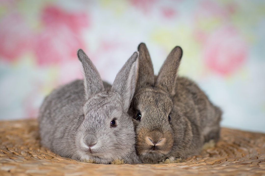 It takes two Rabbit bonding and companionship Supreme Petfoods