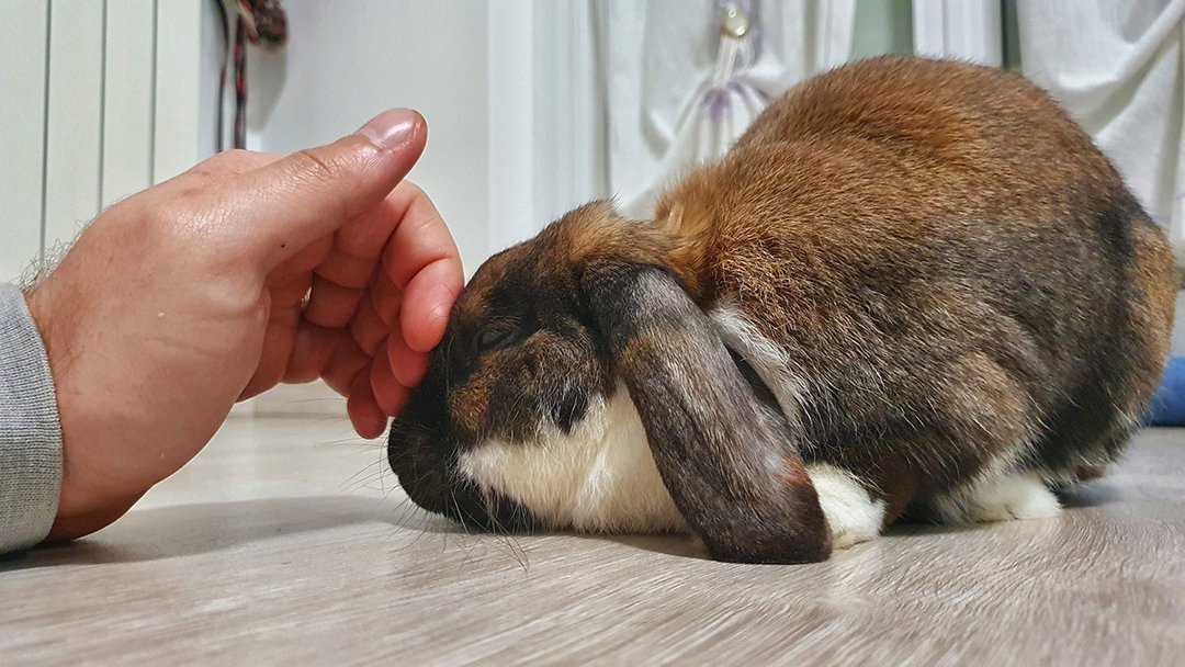 rabbit being stroked