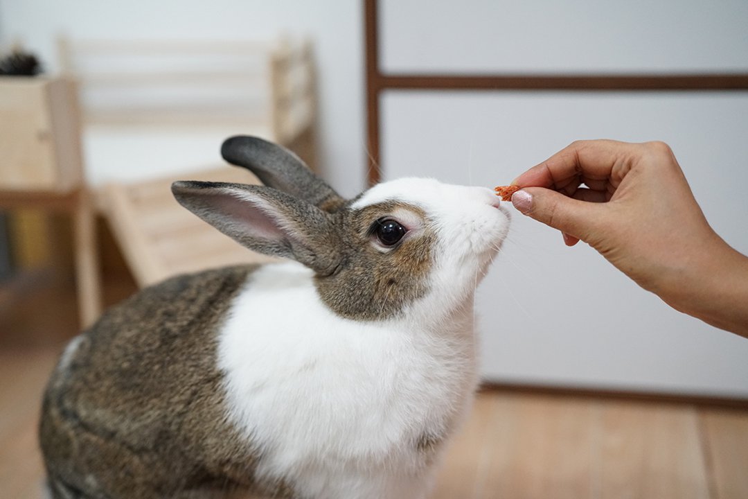 Signs of a Healthy Bunny  Best Friends Animal Society