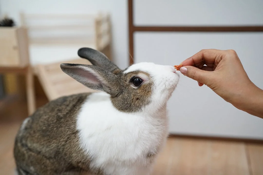 Feeding pet outlet rabbits