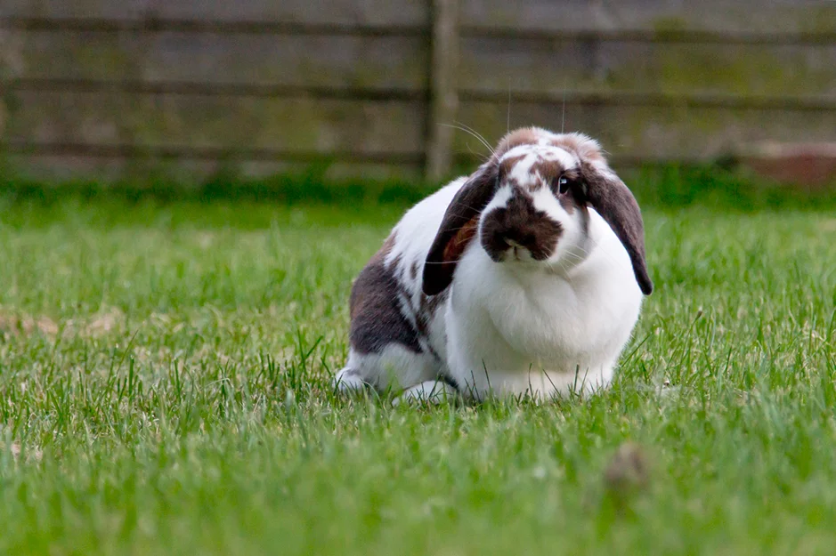 Overweight Rabbit out exercising