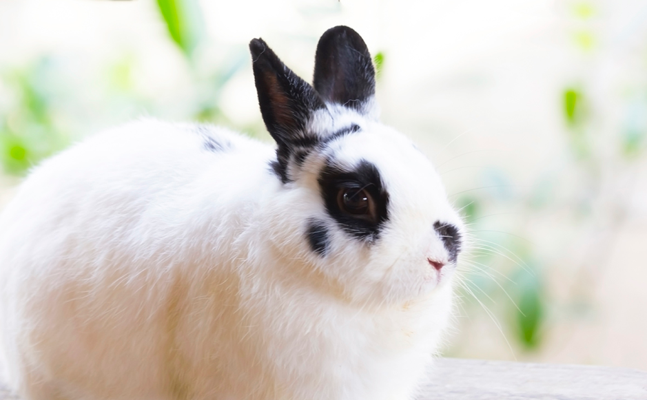 Why your rabbit needs so much exercise