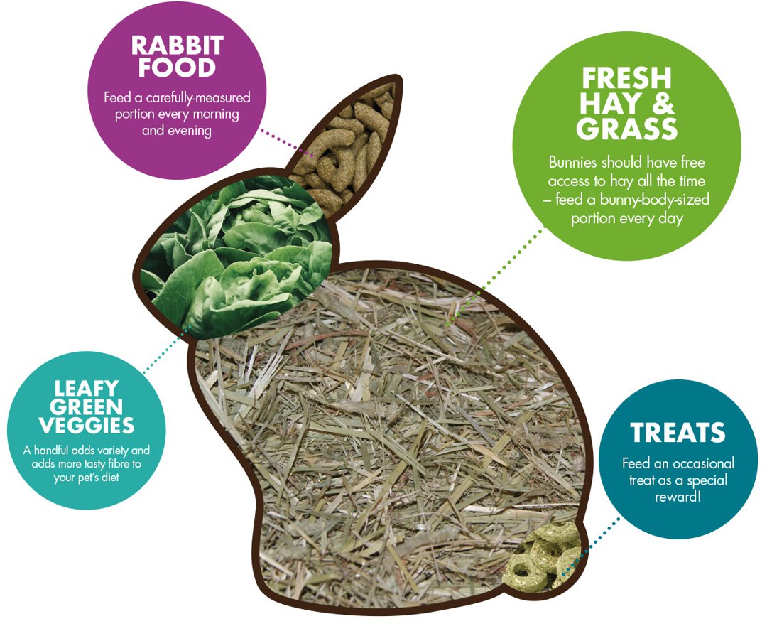 Rabbit store food grass