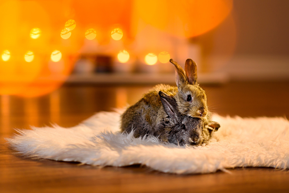 Rabbits on a rug