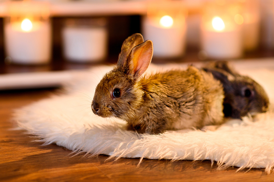 Cosy pet rabbit outlet run