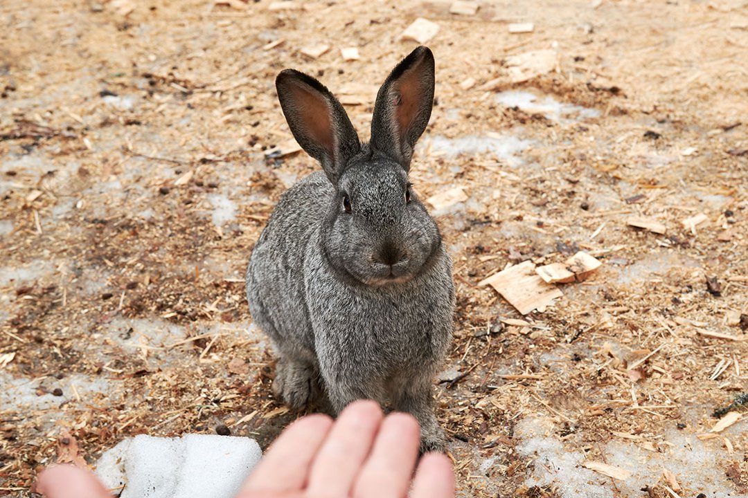 10 Ways To Show Your Rabbits You Love Them