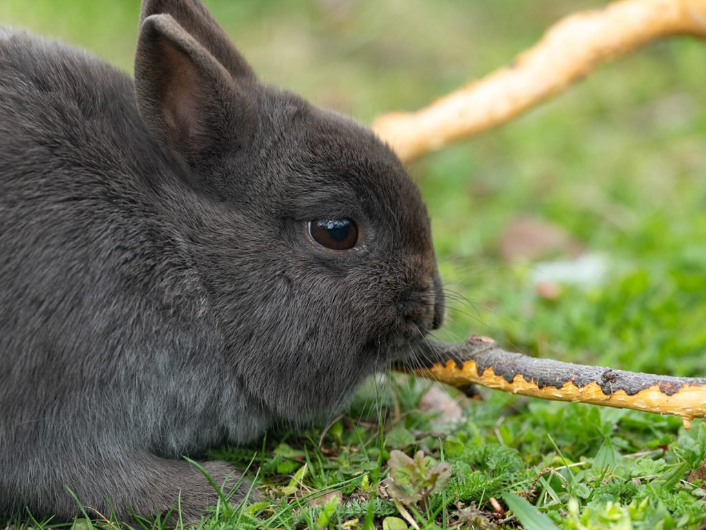 Solving Common Rabbit Behaviour Problems Supreme Petfoods