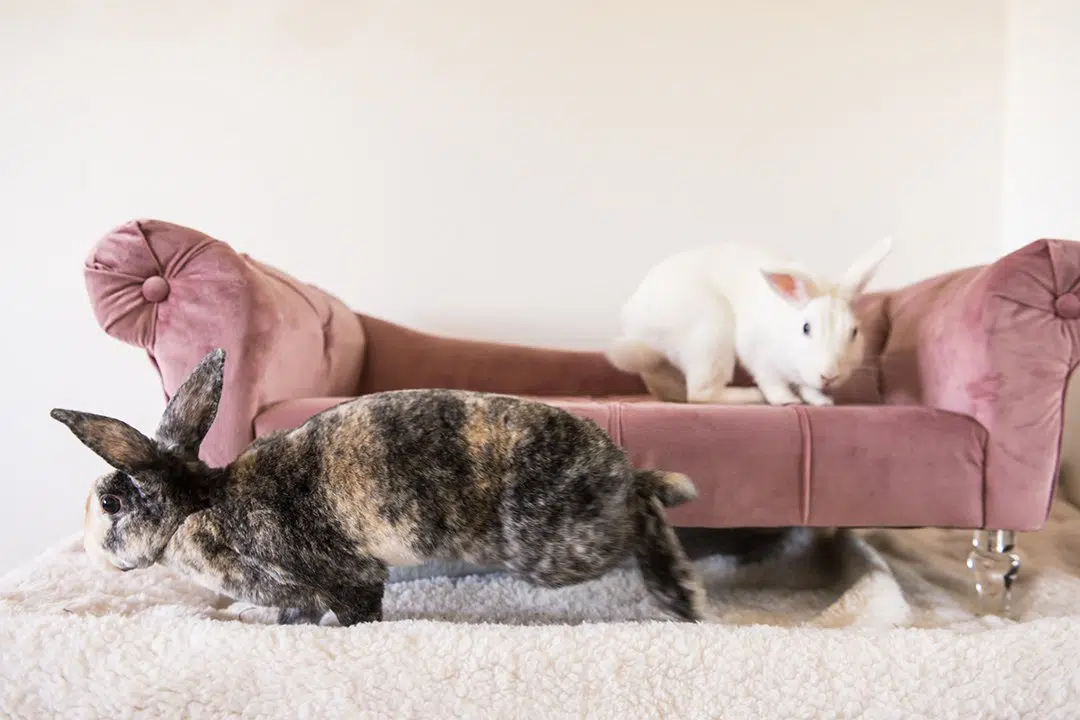 rabbits sofa