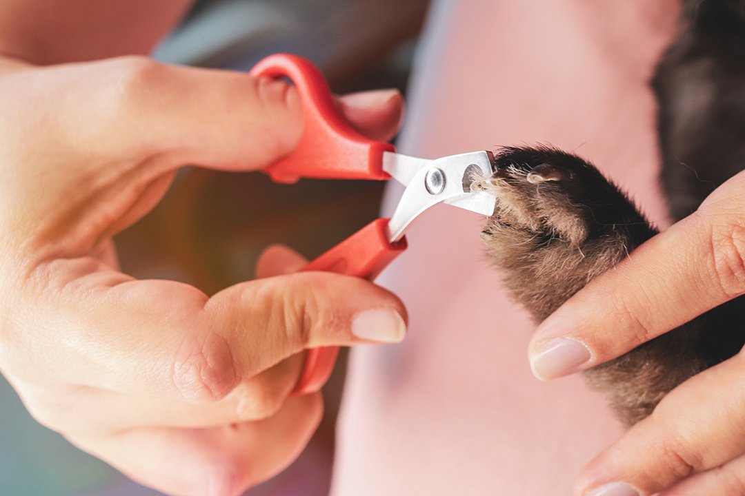 Guinea pig 2024 nail clippers