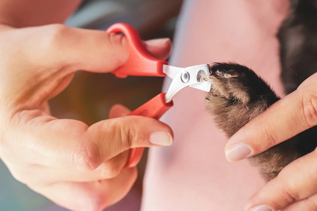 Nail Clipping for Rabbits & Guinea Pigs