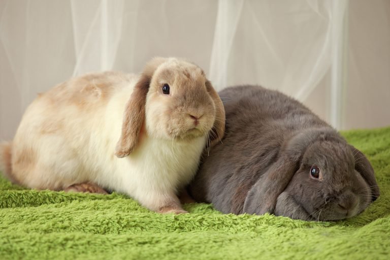 It takes two Rabbit bonding and companionship Supreme Petfoods