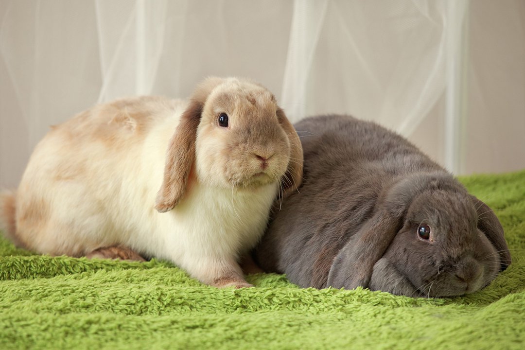 It takes two: Rabbit bonding and companionship