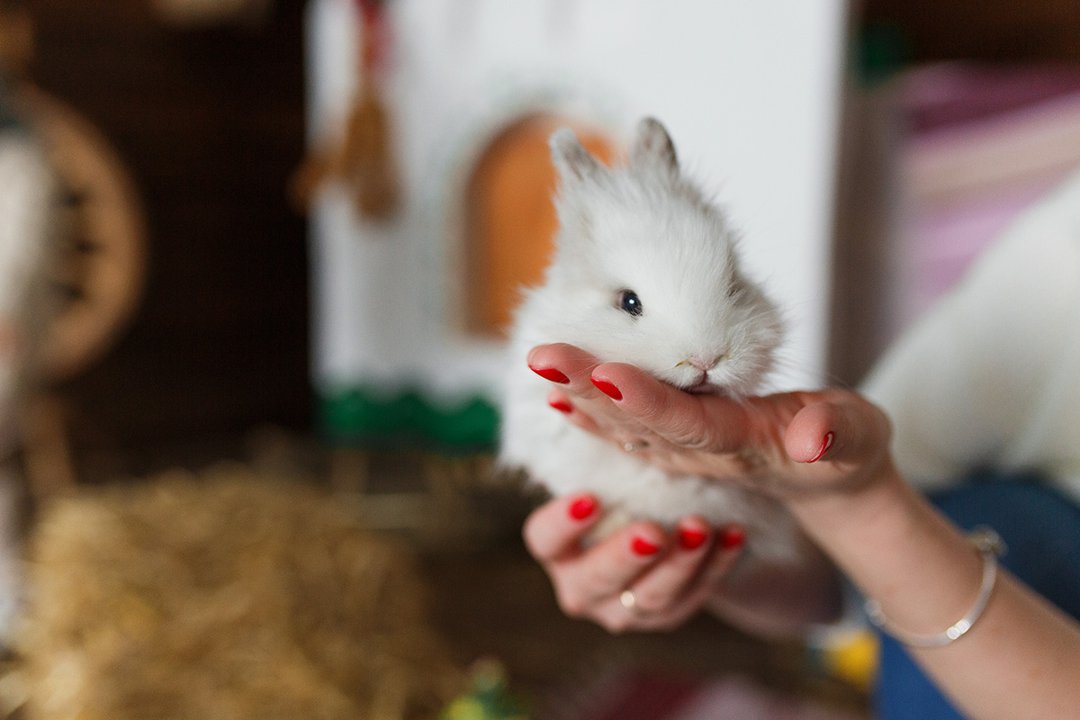 Rabbit on woman hands