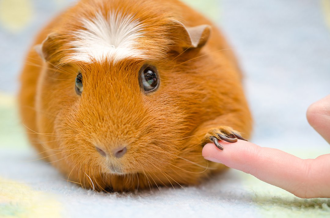 Guinea pig nail clipping pets store at home