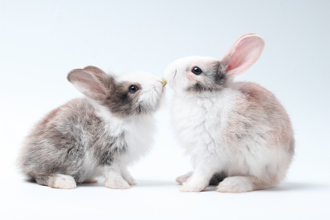 cute white baby rabbits