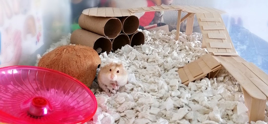 When do you clearance clean a hamster cage