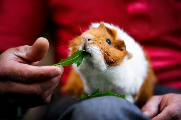 The guinea pig digestive system – how does it work? | Supreme Petfoods