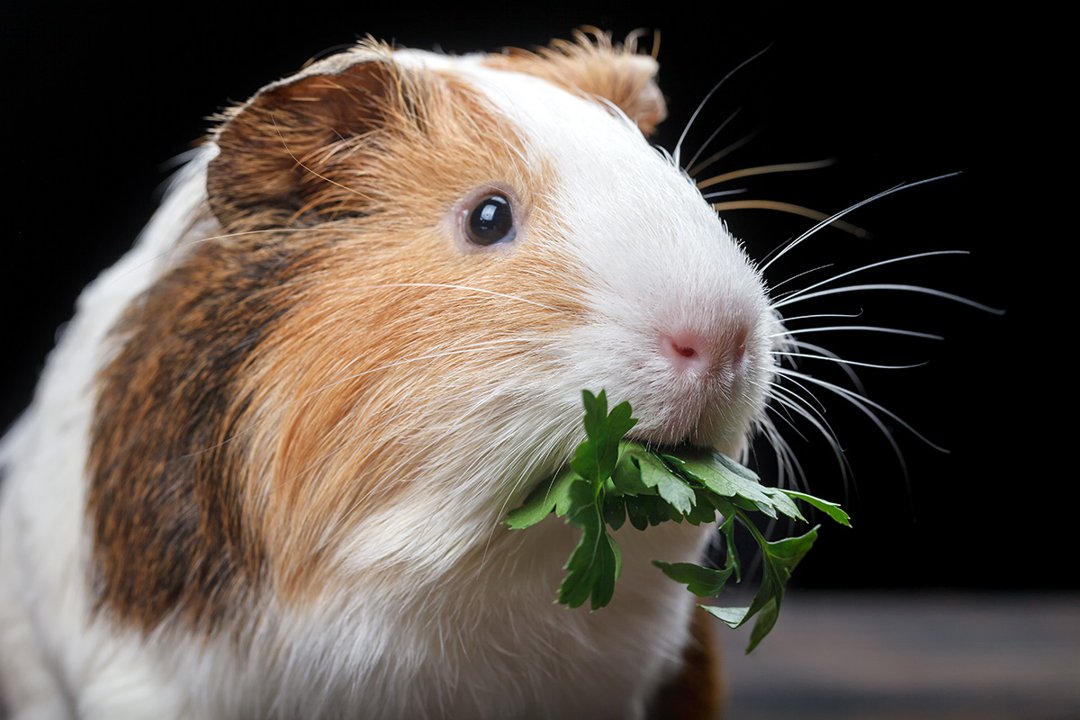 Guinea pig favourite outlet food