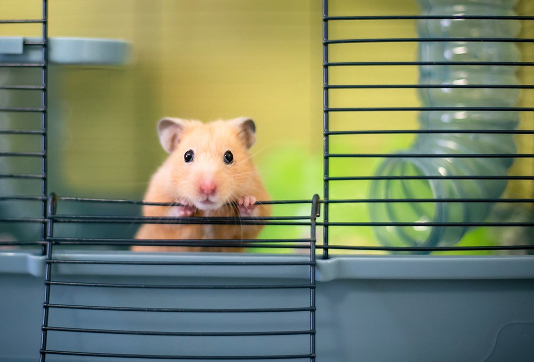 Do hamsters need a hotsell big cage